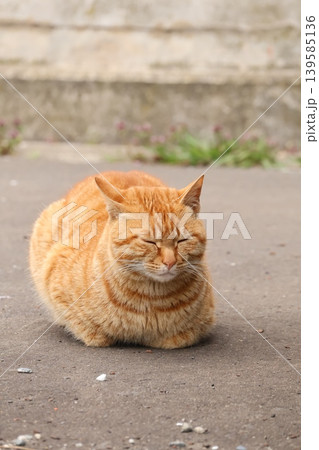 くつろぐ茶トラ猫 くつろぐ茶トラ猫 139585136