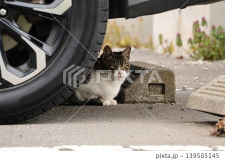 車の陰でくつろぐ猫 車の陰でくつろぐ猫 139585145