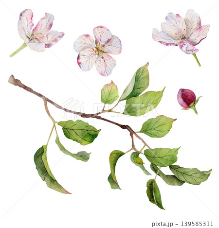 Watercolor apple blossom set with branch, flowers, bud and green leaves, hand painted botanical elements isolated on white background for packaging, labels, textile and wedding design Watercolor apple blossom set with branch, flowers, bud and green leaves, hand painted botanical elements isolated on white background for packaging, labels, textile and wedding design 139585311