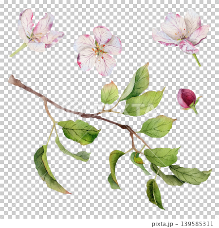Watercolor apple blossom set with branch, flowers, bud and green leaves, hand painted botanical elements isolated on white background for packaging, labels, textile and wedding design Watercolor apple blossom set with branch, flowers, bud and green leaves, hand painted botanical elements isolated on white background for packaging, labels, textile and wedding design 139585311