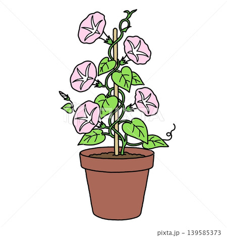 ピンクの朝顔の鉢植え 139585373