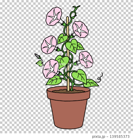 ピンクの朝顔の鉢植え 139585373