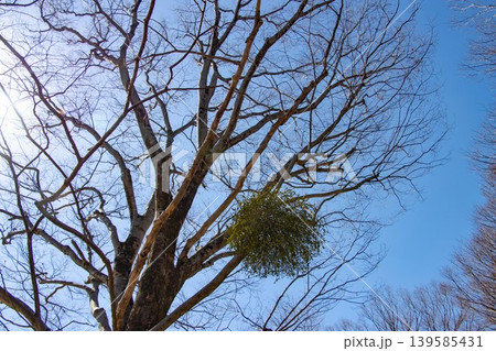 落葉した樹木に丸い植物の塊　宿り木 139585431