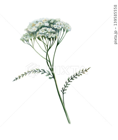 Vertical yarrow plant watercolor illustration. White Achillea millefolium flower on stem with leaves for pharmaceutical medicine packaging, apothecary herbal tea label and organic skincare design Vertical yarrow plant watercolor illustration. White Achillea millefolium flower on stem with leaves for pharmaceutical medicine packaging, apothecary herbal tea label and organic skincare design 139585558
