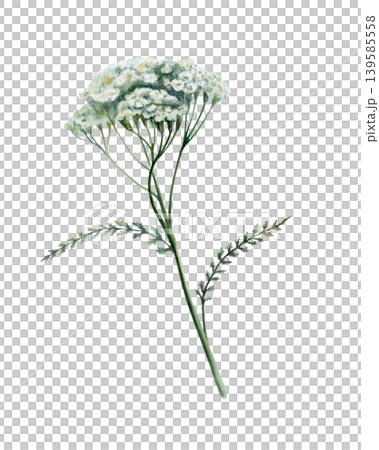 Vertical yarrow plant watercolor illustration. White Achillea millefolium flower on stem with leaves for pharmaceutical medicine packaging, apothecary herbal tea label and organic skincare design Vertical yarrow plant watercolor illustration. White Achillea millefolium flower on stem with leaves for pharmaceutical medicine packaging, apothecary herbal tea label and organic skincare design 139585558