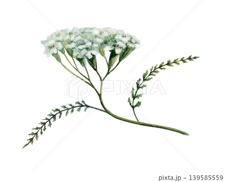 Yarrow plant branch watercolor illustration. White Achillea millefolium flower and leaves for pharmaceutical digestive medicine packaging, apothecary herbal tea label and organic skincare design Yarrow plant branch watercolor illustration. White Achillea millefolium flower and leaves for pharmaceutical digestive medicine packaging, apothecary herbal tea label and organic skincare design 139585559