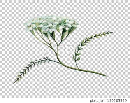 Yarrow plant branch watercolor illustration. White Achillea millefolium flower and leaves for pharmaceutical digestive medicine packaging, apothecary herbal tea label and organic skincare design Yarrow plant branch watercolor illustration. White Achillea millefolium flower and leaves for pharmaceutical digestive medicine packaging, apothecary herbal tea label and organic skincare design 139585559