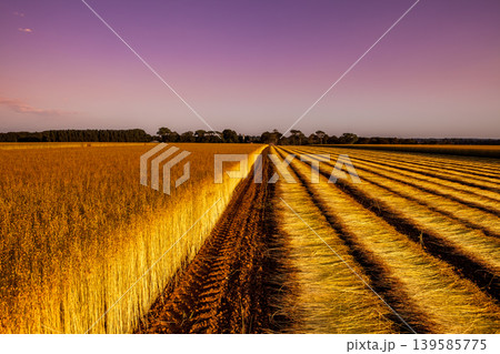 Flax fields in Normandy, France Flax fields in Normandy, France 139585775