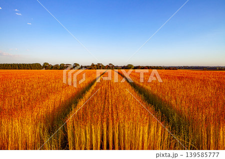 Flax fields in Normandy, France 139585777