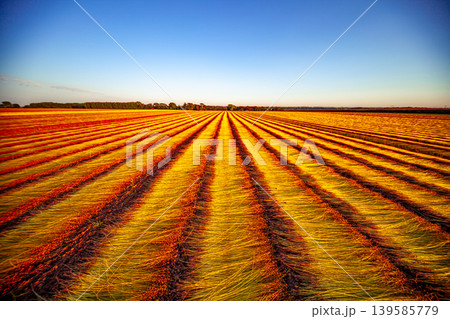 Flax fields in Normandy, France Flax fields in Normandy, France 139585779