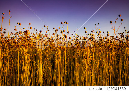 Flax fields in Normandy, France Flax fields in Normandy, France 139585780