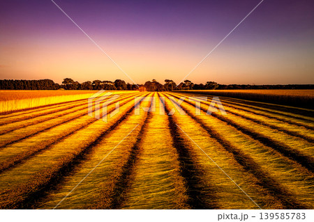 Flax fields in Normandy, France 139585783