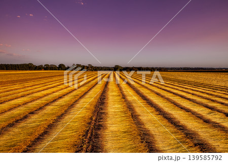 Flax fields in Normandy, France Flax fields in Normandy, France 139585792