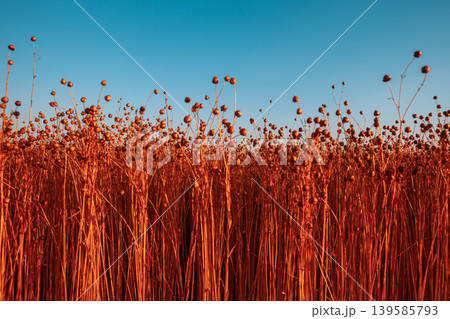 Flax fields in Normandy, France Flax fields in Normandy, France 139585793
