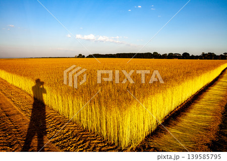 Flax fields in Normandy, France Flax fields in Normandy, France 139585795