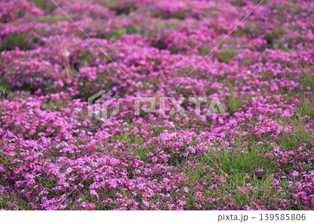 公園の斜面を埋め尽くすピンクの芝桜 公園の斜面を埋め尽くすピンクの芝桜 139585806