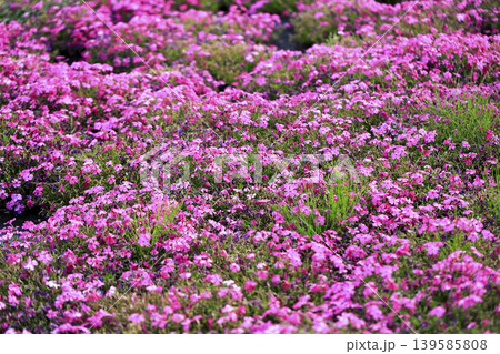 公園の斜面を埋め尽くすピンクの芝桜 公園の斜面を埋め尽くすピンクの芝桜 139585808
