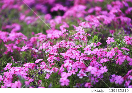 公園の斜面を埋め尽くすピンクの芝桜 139585810