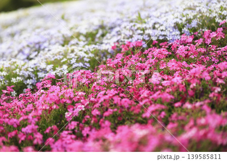 公園の斜面を埋め尽くすピンクと薄紫の芝桜 139585811
