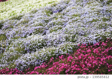 公園の斜面を埋め尽くすピンク、薄紫、白の芝桜 139585812