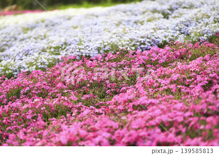 公園の斜面を埋め尽くすピンクと薄紫の芝桜 139585813