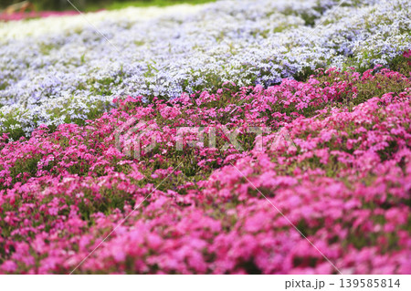 公園の斜面を埋め尽くすピンクと薄紫の芝桜 139585814