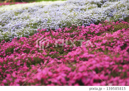 公園の斜面を埋め尽くすピンクと薄紫の芝桜 139585815