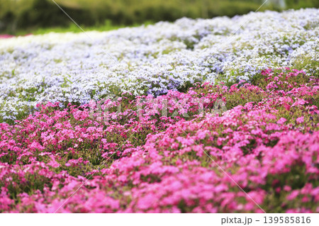 公園の斜面を埋め尽くすピンクと薄紫の芝桜 139585816