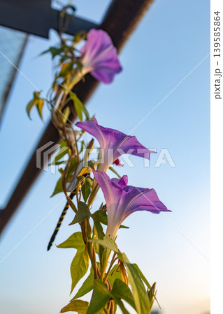 青空に咲く朝顔 morning glory flower photo 139585864