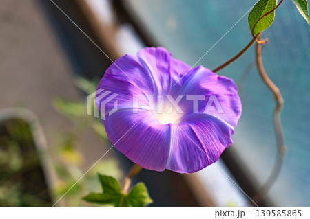 紫の朝顔 morning glory flower photo 紫の朝顔 morning glory flower photo 139585865