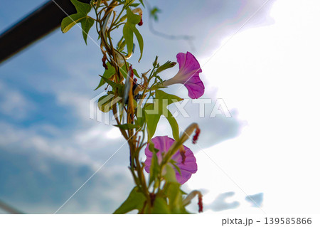 青空に咲く朝顔 morning glory flower photo 139585866