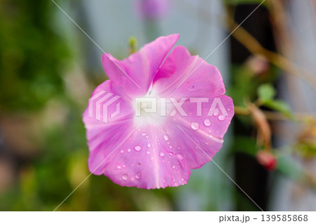 水滴の朝顔 morning glory flower photo 139585868
