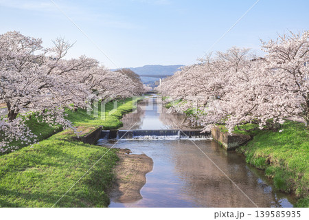 満開の桜が続く玉湯川と青空が広がる春景色 満開の桜が続く玉湯川と青空が広がる春景色 139585935