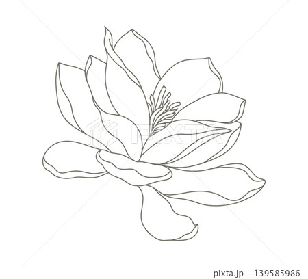 Minimalist magnolia flower line art illustration Minimalist magnolia flower line art illustration 139585986
