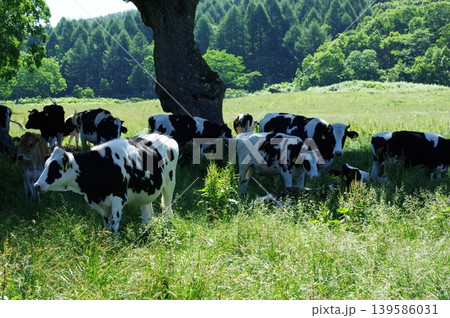 真夏の長野県木島平村のカヤの平高原では、多数の乳牛が避暑に来ていておいしそうに草を食んでいます。 139586031