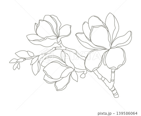 Minimalist magnolia flower line art illustration Minimalist magnolia flower line art illustration 139586064