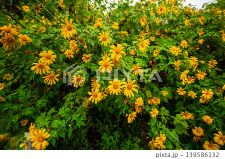 wild yellow flower field landmark in Mae Hongson 139586132