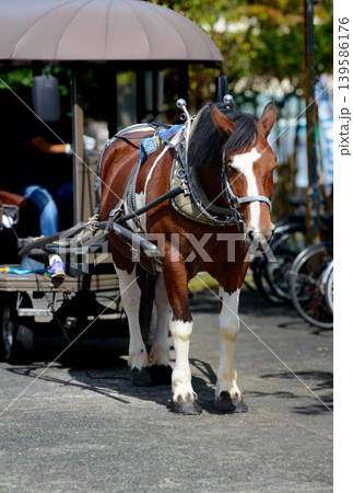 湯布院辻馬車 ゆふいん 観光地ゆふいん 湯布院辻馬車 ゆふいん 観光地ゆふいん 139586176