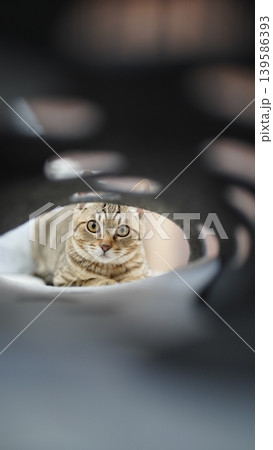 トンネルから覗くキジトラ子猫 トンネルから覗くキジトラ子猫 139586393