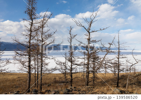 Ogoy Island shoreline with leafless trees and frozen Lake Baikal panorama 139586520