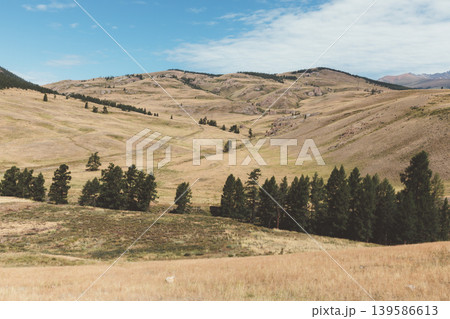 Panoramic view of Kurai Steppe valley with hills and pines, Altai region 139586613