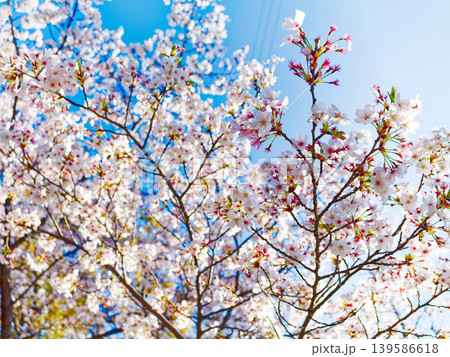 青空に咲く満開の白い桜と春の風景 青空に咲く満開の白い桜と春の風景 139586618