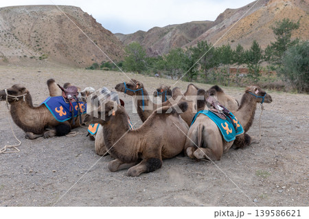 Resting Bactrian camels with saddles in desert valley near Dunhuang oasis Resting Bactrian camels with saddles in desert valley near Dunhuang oasis 139586621