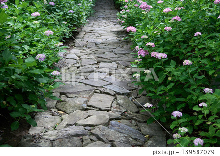 あじさいのある石畳の小道 あじさいのある石畳の小道 139587079