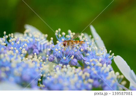 紫陽花にとまるハチに似たアブ 139587081