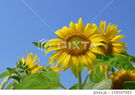 青空に大きく咲くひまわりの花 青空に大きく咲くひまわりの花 139587083