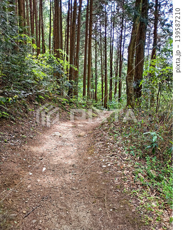 杉林の中を進む静かな山道 杉林の中を進む静かな山道 139587210