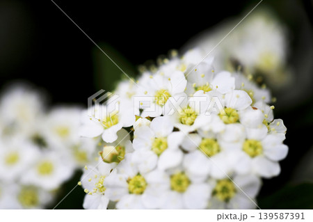 公園の花壇に咲く白いコデマリの花 139587391