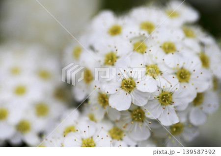 公園の花壇に咲く白いコデマリの花 139587392