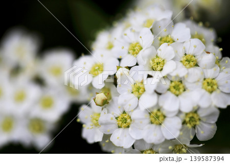 公園の花壇に咲く白いコデマリの花 139587394